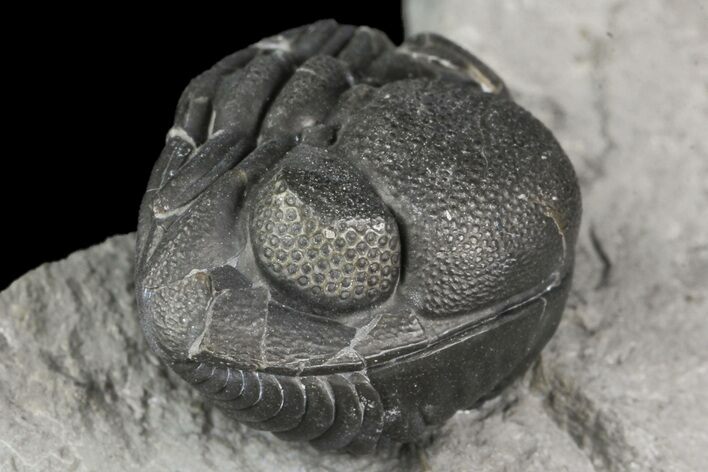 Wide, Enrolled Eldredgeops Trilobite Fossil - New York #164426